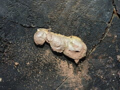 Reticularia lycoperdon