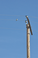 Myiarchus cinerascens