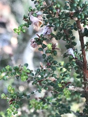 Pultenaea gunnii