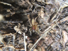Pardosa milvina