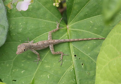 Anolis stratulus