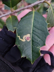 Phytomyza ilicicola