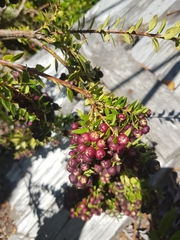 Gaultheria phillyreifolia