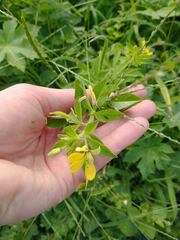 Cleome viscosa