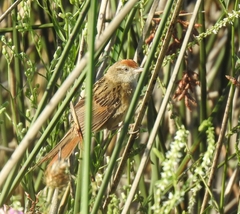 Spartonoica maluroides