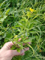 Cleome viscosa