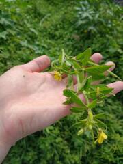 Cleome viscosa