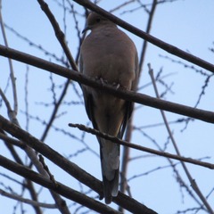 Zenaida macroura carolinensis