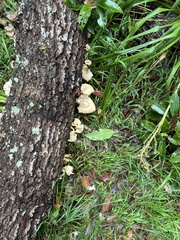 Omphalotus nidiformis