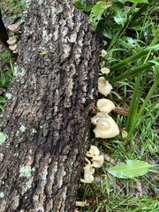 Omphalotus nidiformis