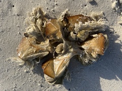 Pollicipes polymerus