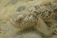 Gobiomorphus breviceps