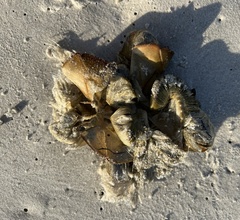 Pollicipes polymerus