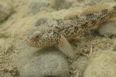 Gobiomorphus breviceps