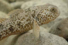 Gobiomorphus breviceps
