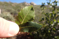 Quercus wislizeni frutescens