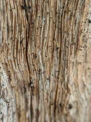 Mycocalicium subtile