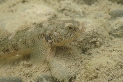 Gobiomorphus breviceps