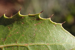 Quercus wislizeni frutescens