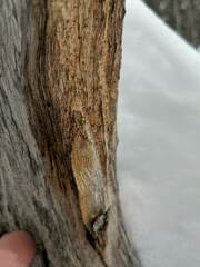 Mycocalicium subtile