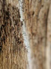 Mycocalicium subtile