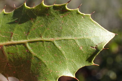 Quercus wislizeni frutescens