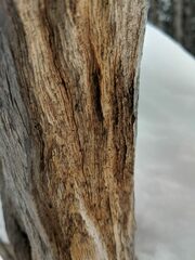 Mycocalicium subtile