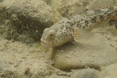 Gobiomorphus breviceps