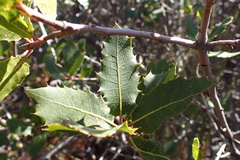 Quercus wislizeni frutescens