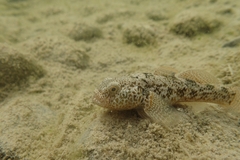 Gobiomorphus breviceps