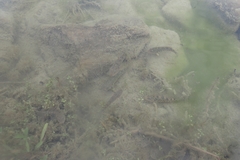 Gobiomorphus breviceps