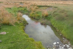 Gobiomorphus breviceps