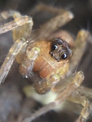 Pardosa milvina