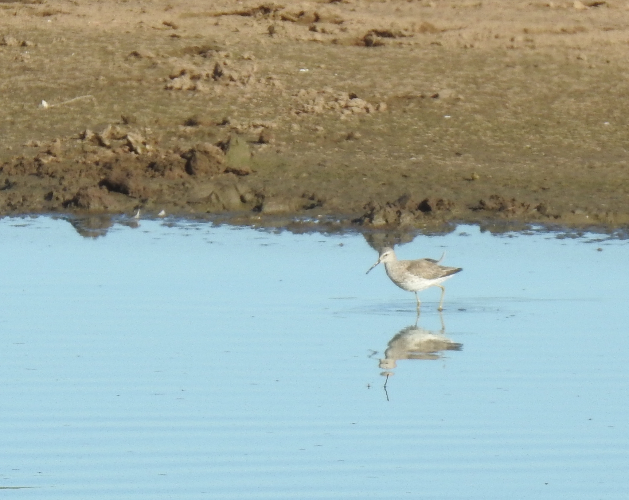 Stilt Sandpiper