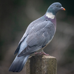 Columba palumbus