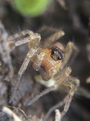 Pardosa milvina
