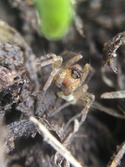 Pardosa milvina
