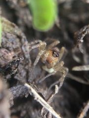 Pardosa milvina