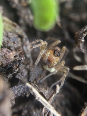 Pardosa milvina