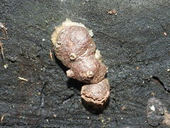 Reticularia lycoperdon