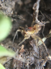 Pardosa milvina