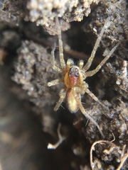 Pardosa milvina