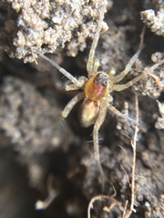 Pardosa milvina