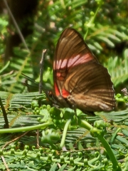 Adelpha lycorias