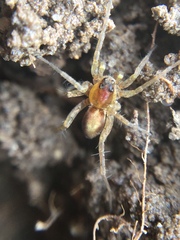 Pardosa milvina