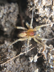Pardosa milvina