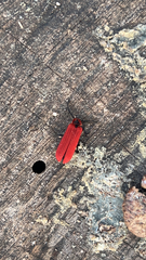 Dictyoptera aurora
