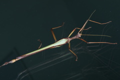 Podacanthus viridiroseus