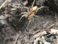 Pardosa milvina