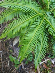 Sticherus quadripartitus